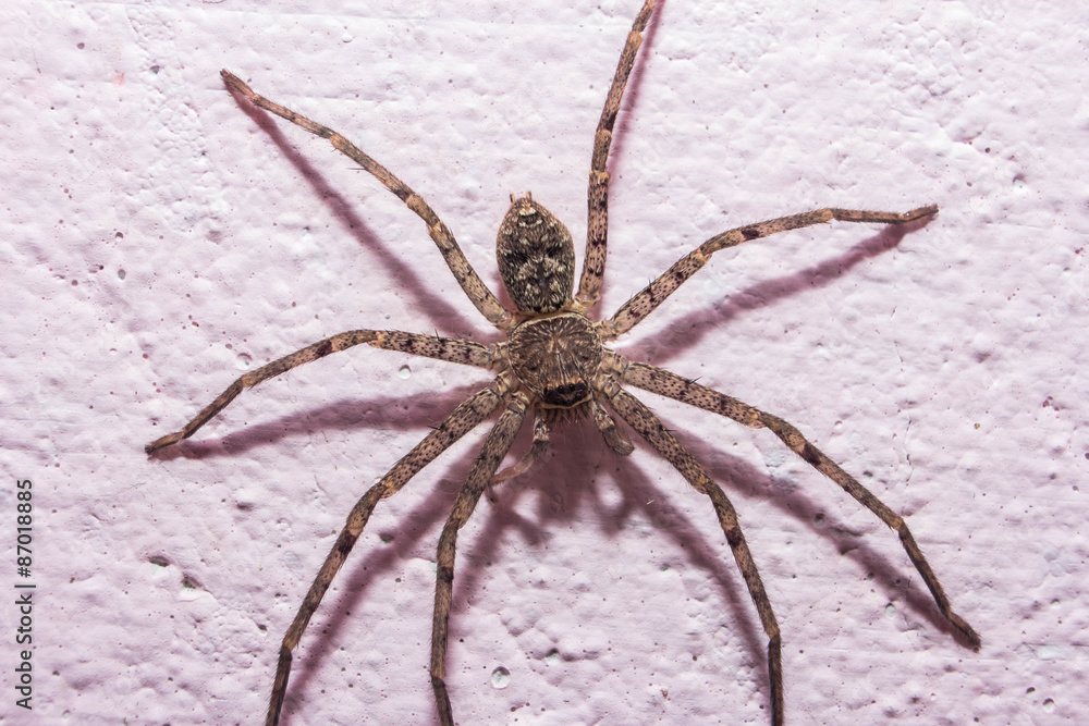 spider
spider