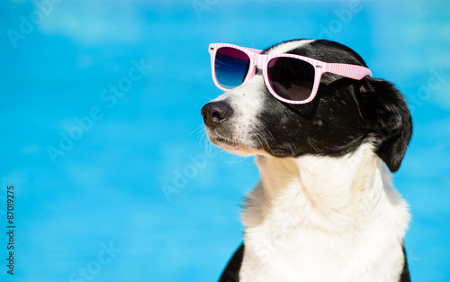 Fototapeta Naklejka Na Ścianę i Meble -  Funny dog with sunglasses on summer towards swimming pool