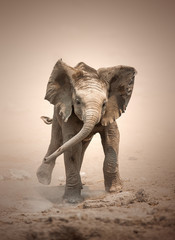 Papier peint photo Éléphant Éléphanteau en charge dans la savane  © JohanSwanepoel