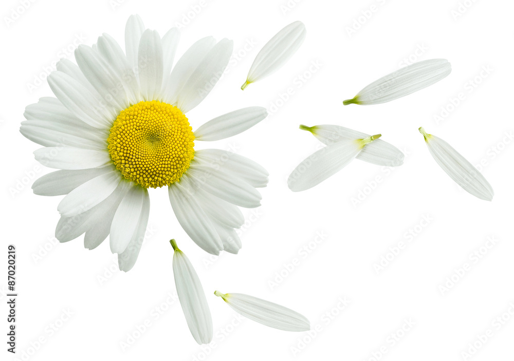 Fototapeta premium Chamomile flower flying petals isolated on white background