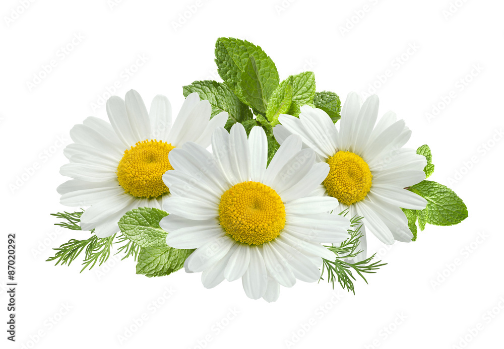 Fototapeta premium Rumianku kwiat liści mięty skład na białym tle