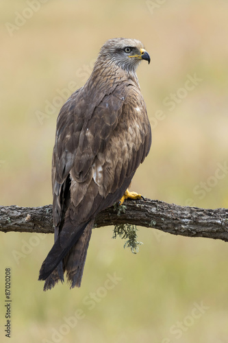 Black Milano( Milvus migrans ) perched on his perch