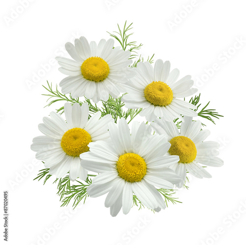 Chamomile flower group green leaves isolated on white