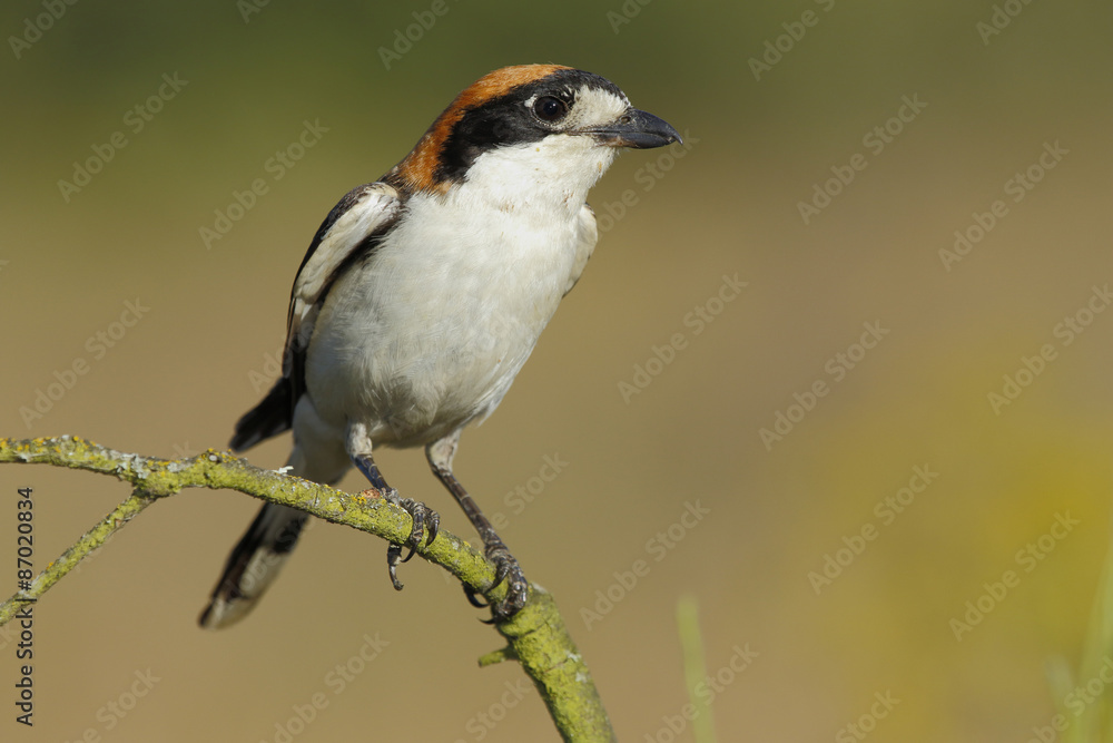 Obraz premium Shrike( Lanius senator) , perched on a branch
