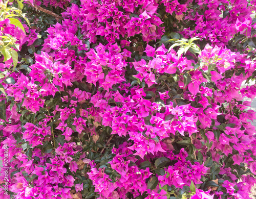 Wallpaper Mural flower background Torontodigital.ca