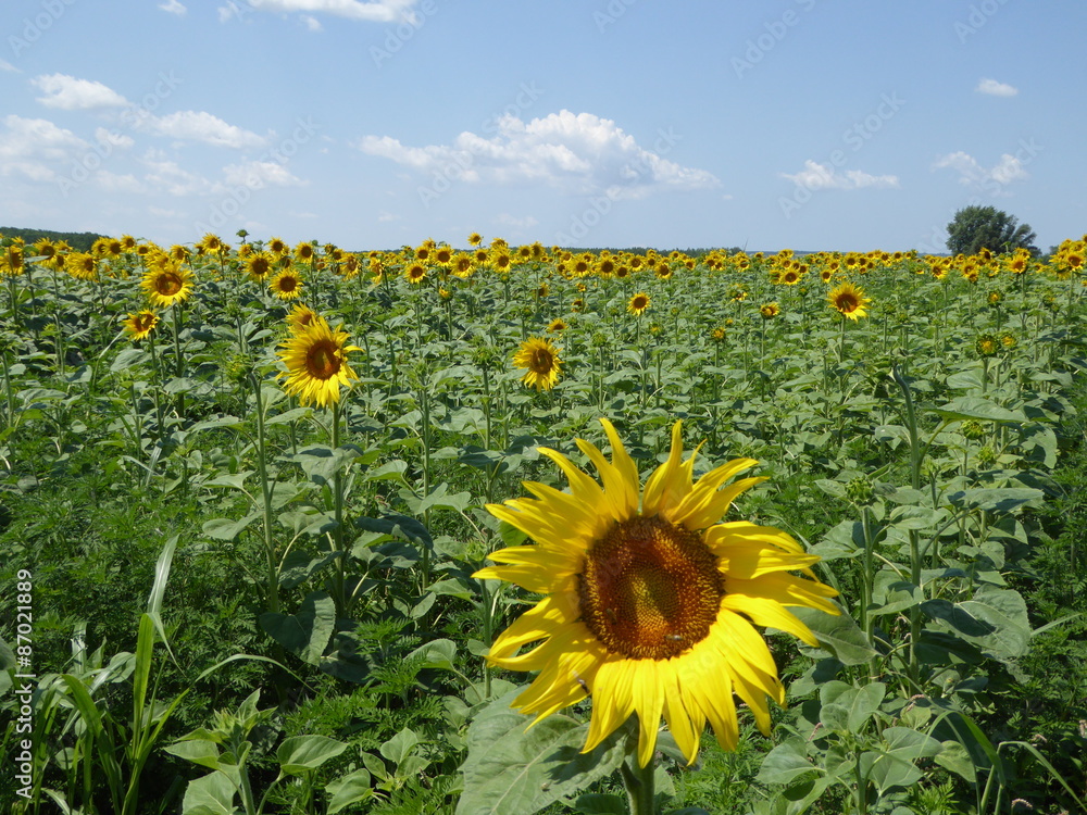 Obraz premium Summer