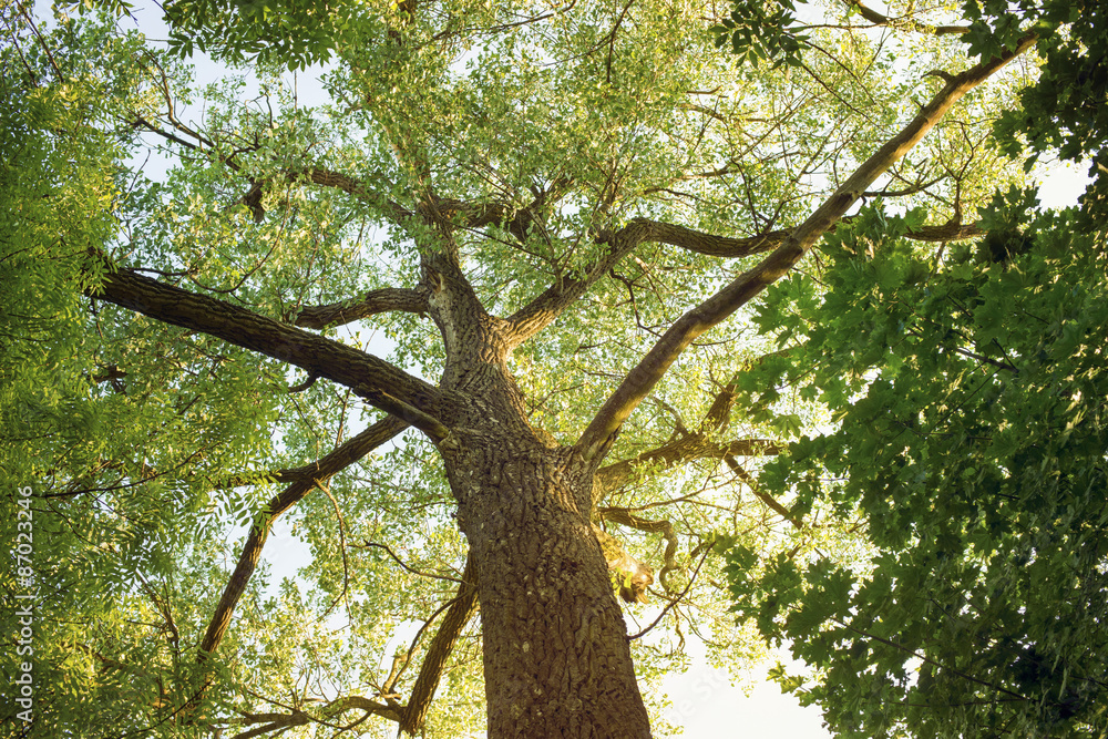 Fototapeta premium summer tree