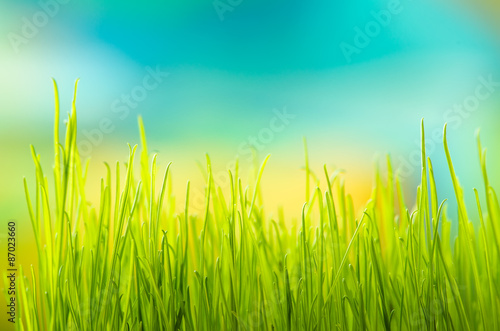 Green grass. Shallow depth of field. 