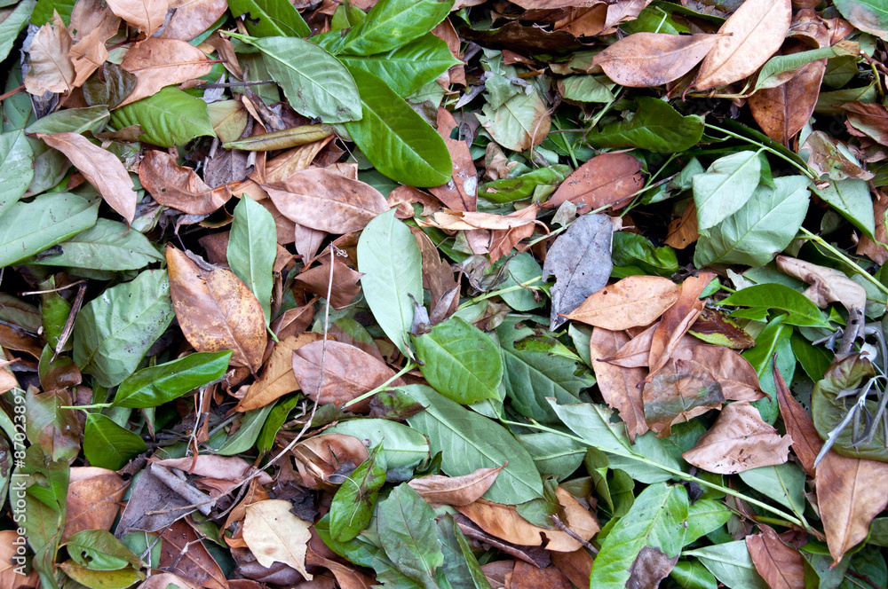 Leaves Leaves