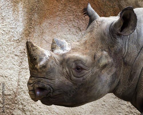 close-up portrait of a black rhino