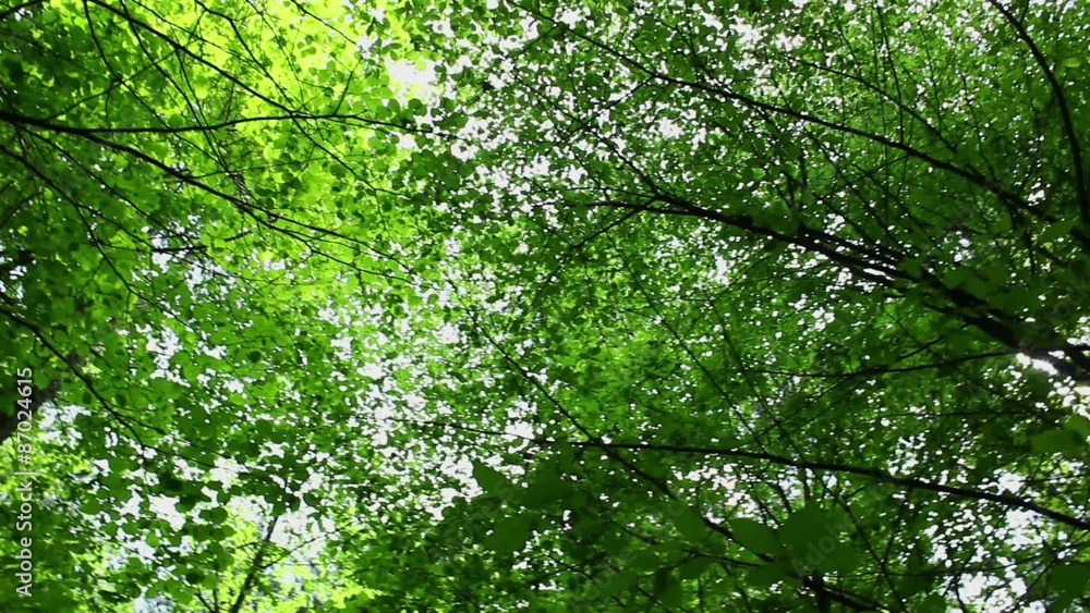 Treetop at deciduous wood at springtime shot from below Treetop at deciduous wood at springtime shot from below