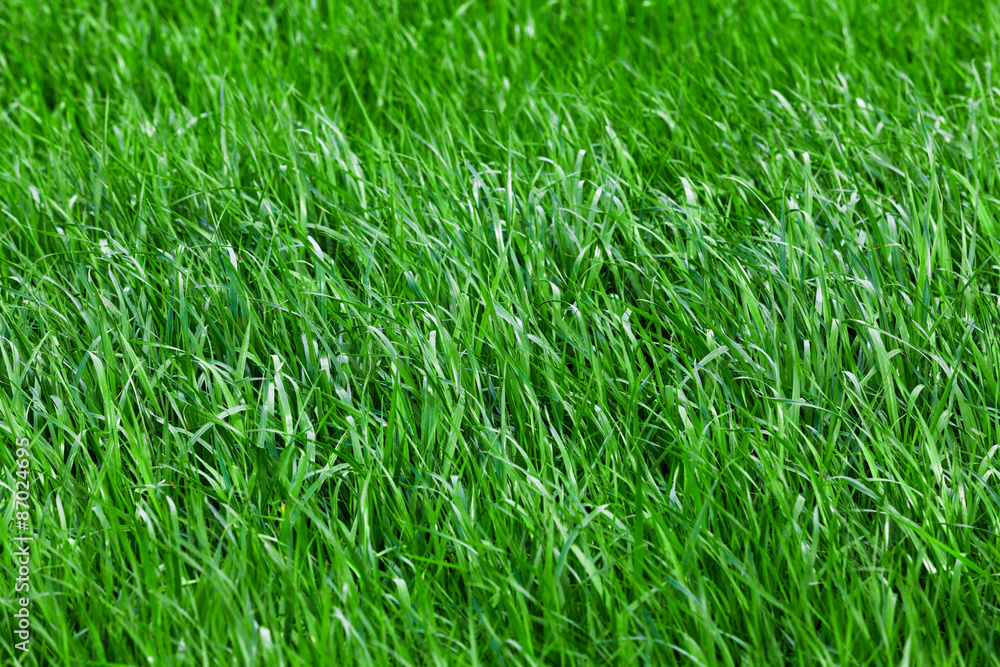 Green grass seamless texture. grass background. Beautiful gree Green grass seamless texture. grass background. Beautiful gree
