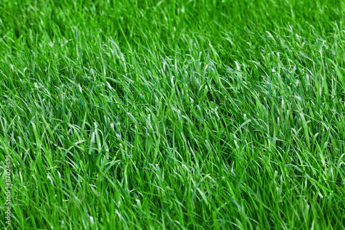 Green grass seamless texture. grass background. Beautiful gree