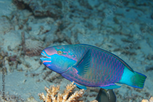 Daisy parrotfish (Scarus sordidus)  photo