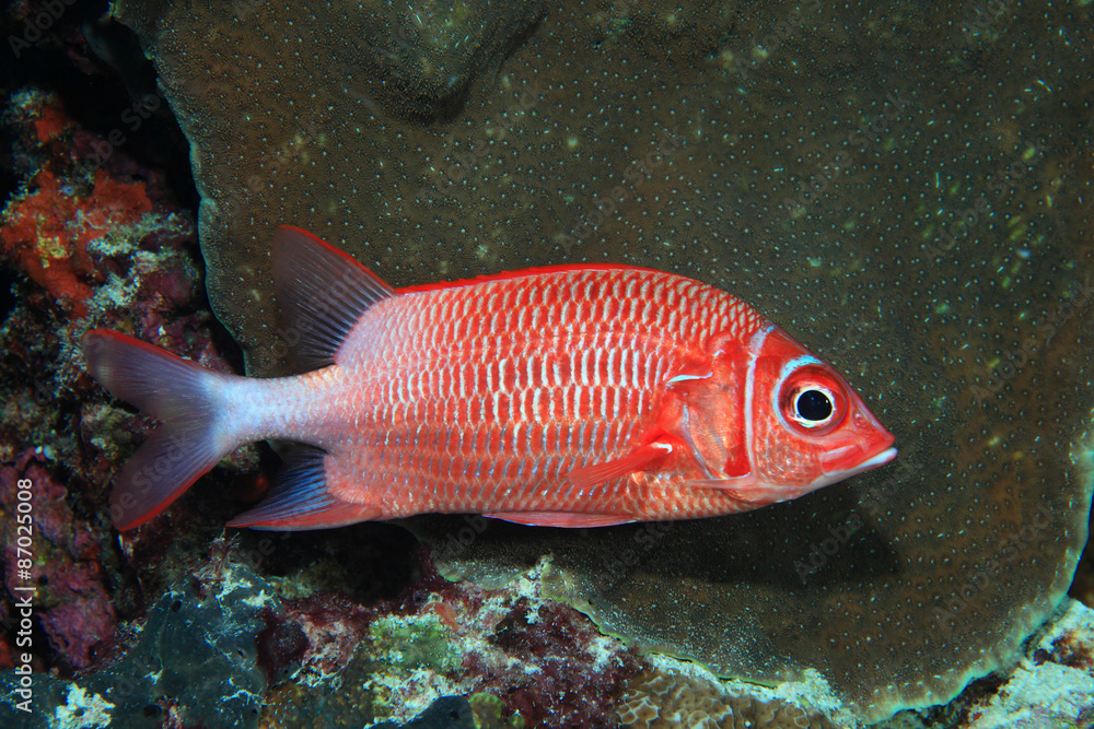 Silverspot squirrelfish (Sargocentron caudimaculatum) Silverspot squirrelfish (Sargocentron caudimaculatum)