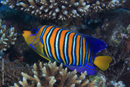 Regal angelfish (Pygoplites diacanthus) in the coral reef 