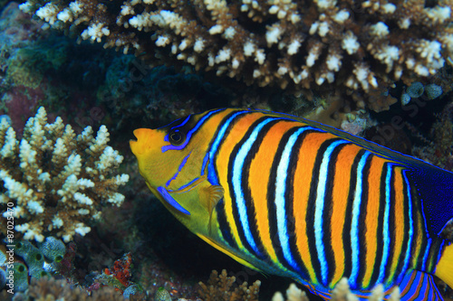 Regal angelfish (Pygoplites diacanthus) in the coral reef 