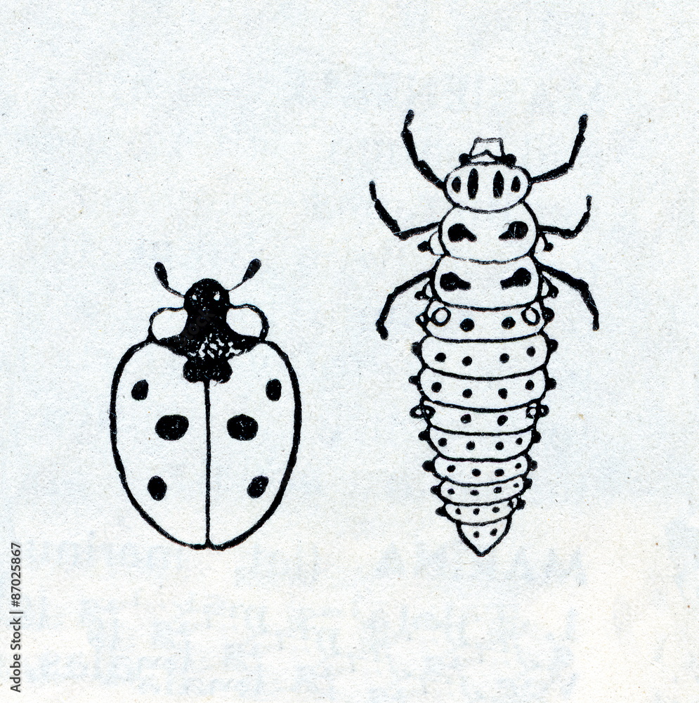 Naklejka premium Seven-spot ladybird (Coccinella septempunctata)