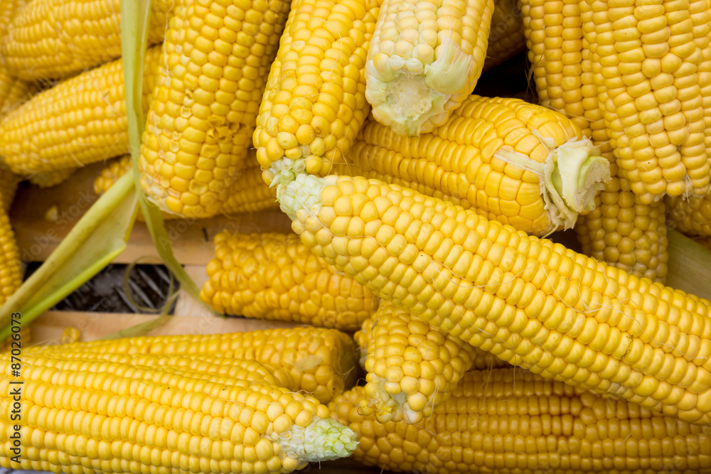 fresh corn. yellow corn background fresh corn. yellow corn background