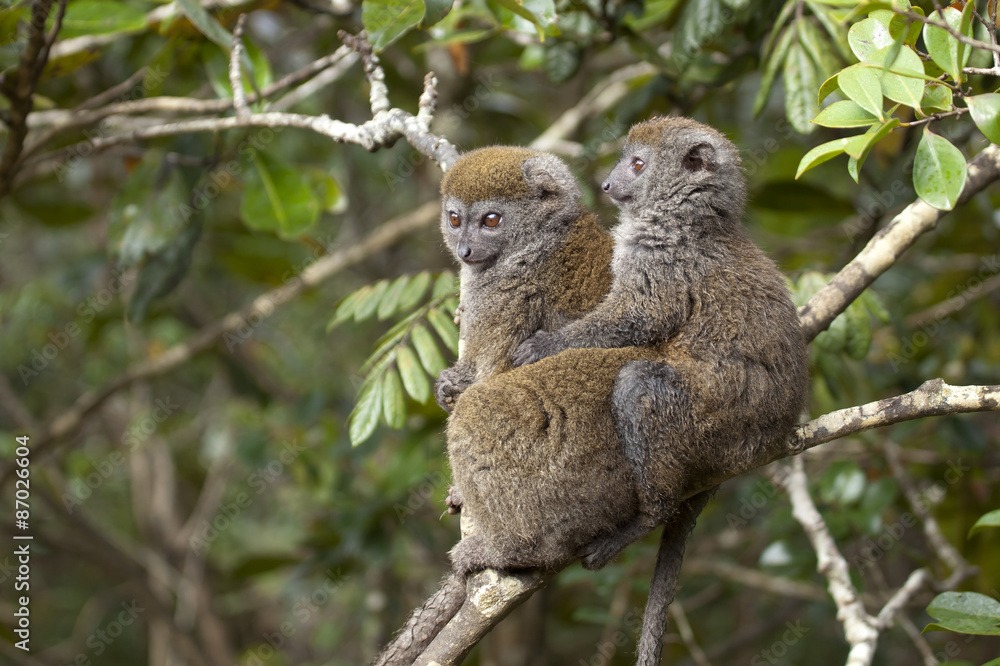 Fototapeta premium two bamboo lemurs