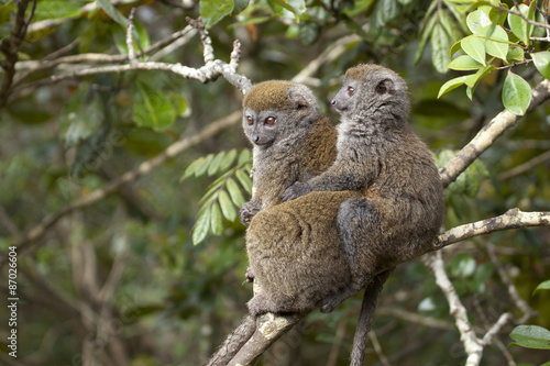 two bamboo lemurs