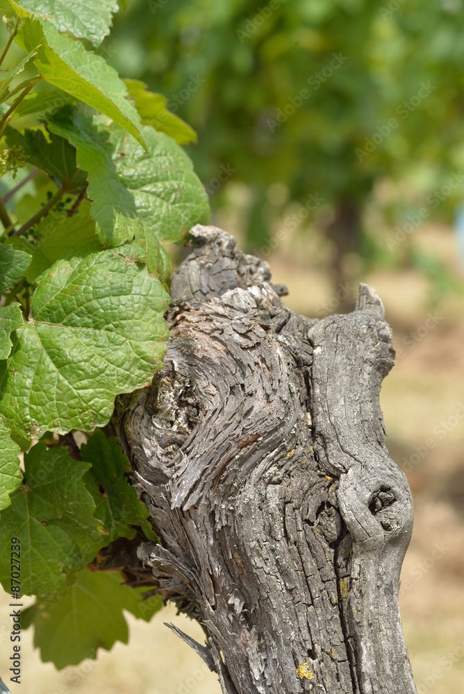 Obraz premium Weinstock