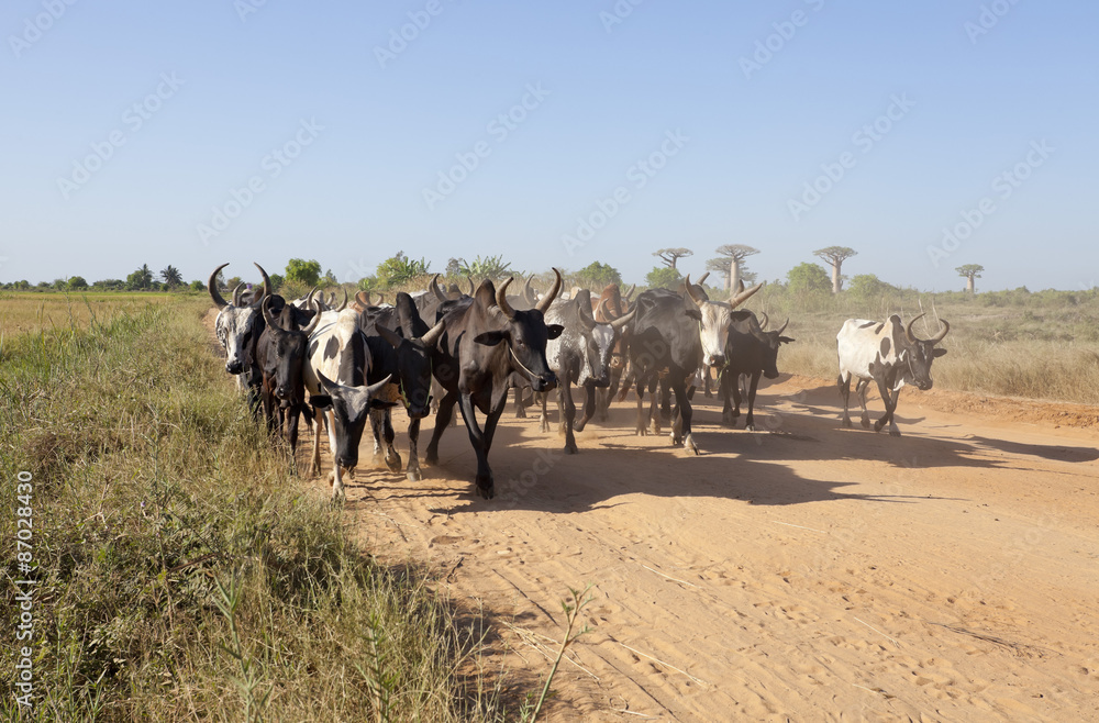 herd of running zebu 
