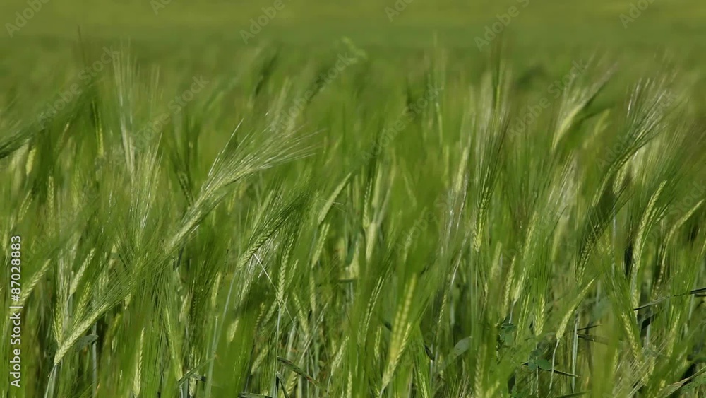 Green Background Of Wheat Ears Green Background Of Wheat Ears