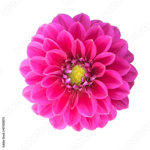 Fototapeta Naklejka Na Ścianę i Meble -  Pink Dahlia isolated with clipping path