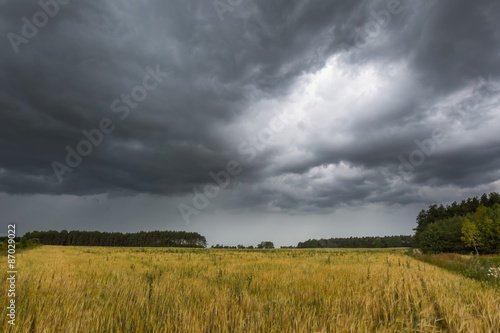Summer landscape with storm sky over rye field