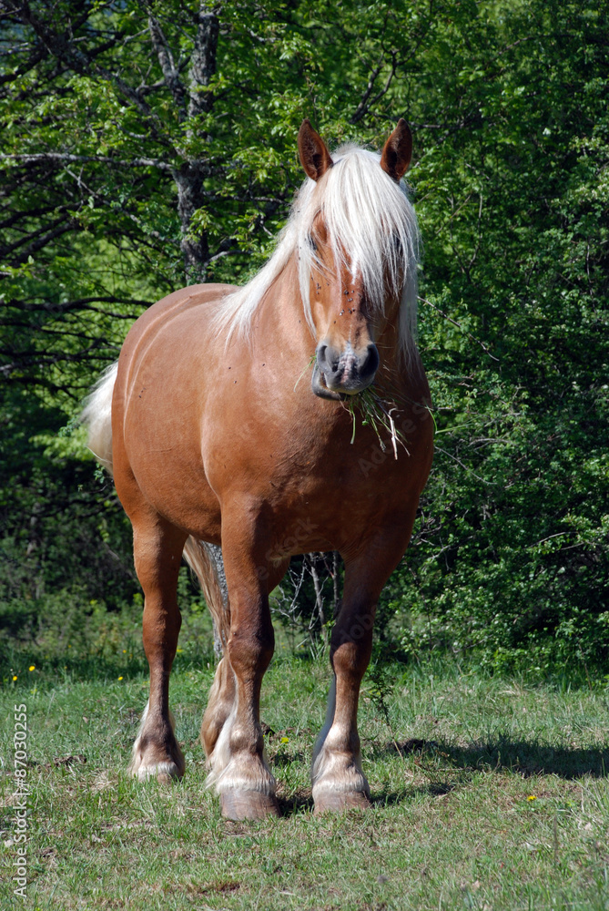 Beautiful horse in Limousin region Beautiful horse in Limousin region