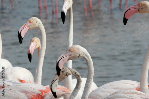 fenicotteri rosa photo