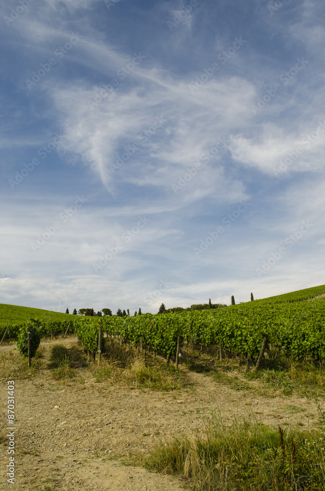 vineyards in the area of Chianti in Tuscany