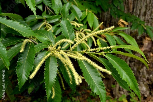 Blütenstand der Edelkastanie (Castanea sativa)