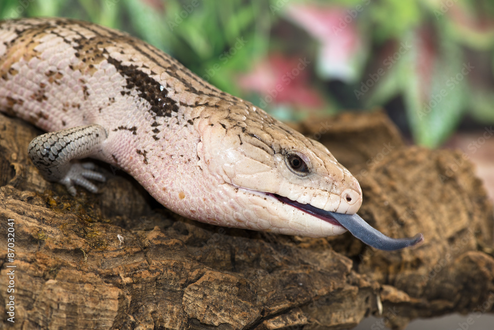 Naklejka premium Bluetongued skink side-on