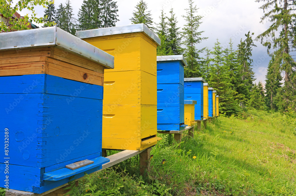 Beehives in a meadow near the forest Beehives in a meadow near the forest