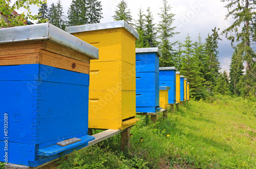 Beehives in a meadow near the forest