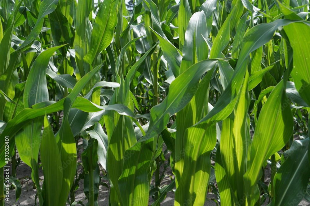 Feld Feld