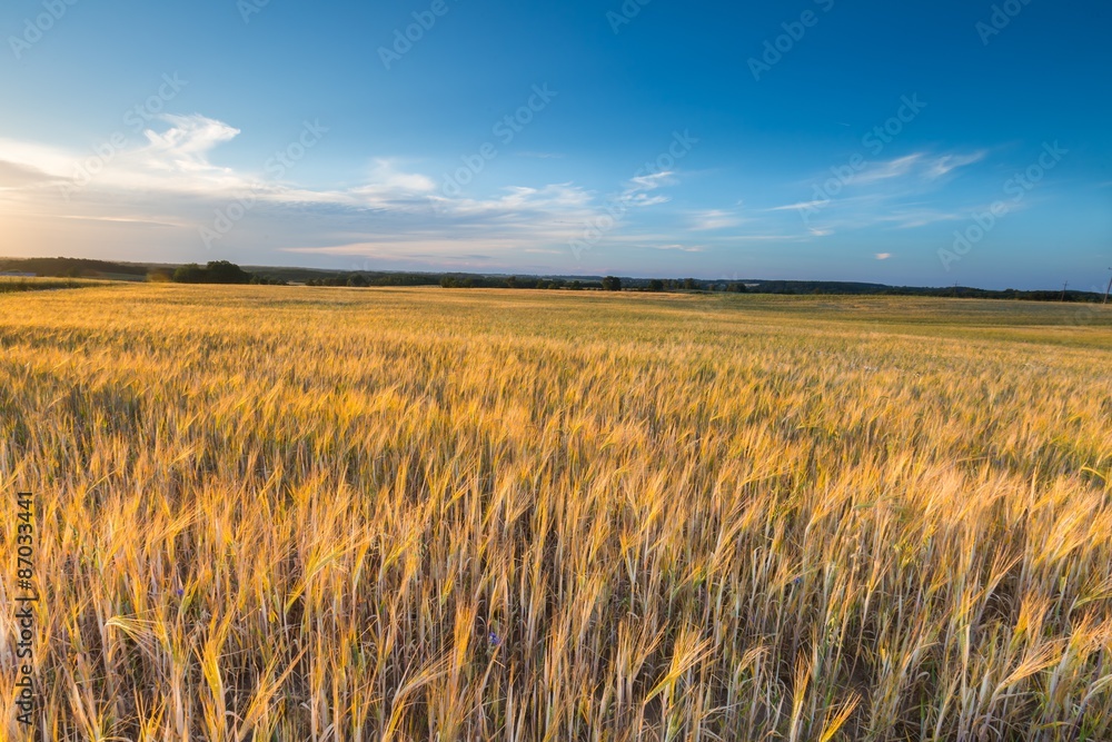 Landscape of corn field at summer sunset