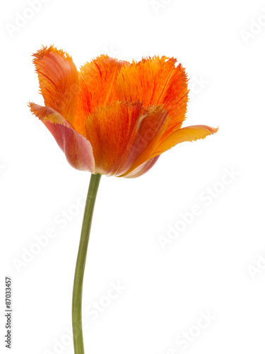 bright red tulip with fringed edges