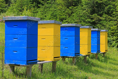 Beehives in a meadow near the forest