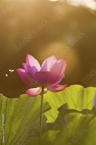 bloom lotus under sunlight