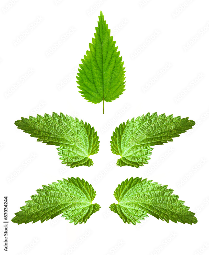 Stinging nettle (Urtica dioica) is rich in vitamins A, C, iron, potassium, manganese, and calcium. Herb can be used to treat arthritis, anemia, hay fever, kidney problems, and pain. Stinging nettle (Urtica dioica) is rich in vitamins A, C, iron, potassium, manganese, and calcium. Herb can be used to treat arthritis, anemia, hay fever, kidney problems, and pain.