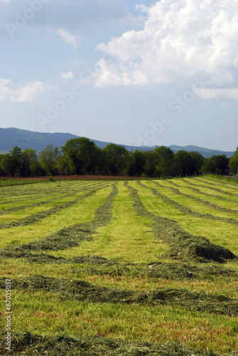 Fields landscape