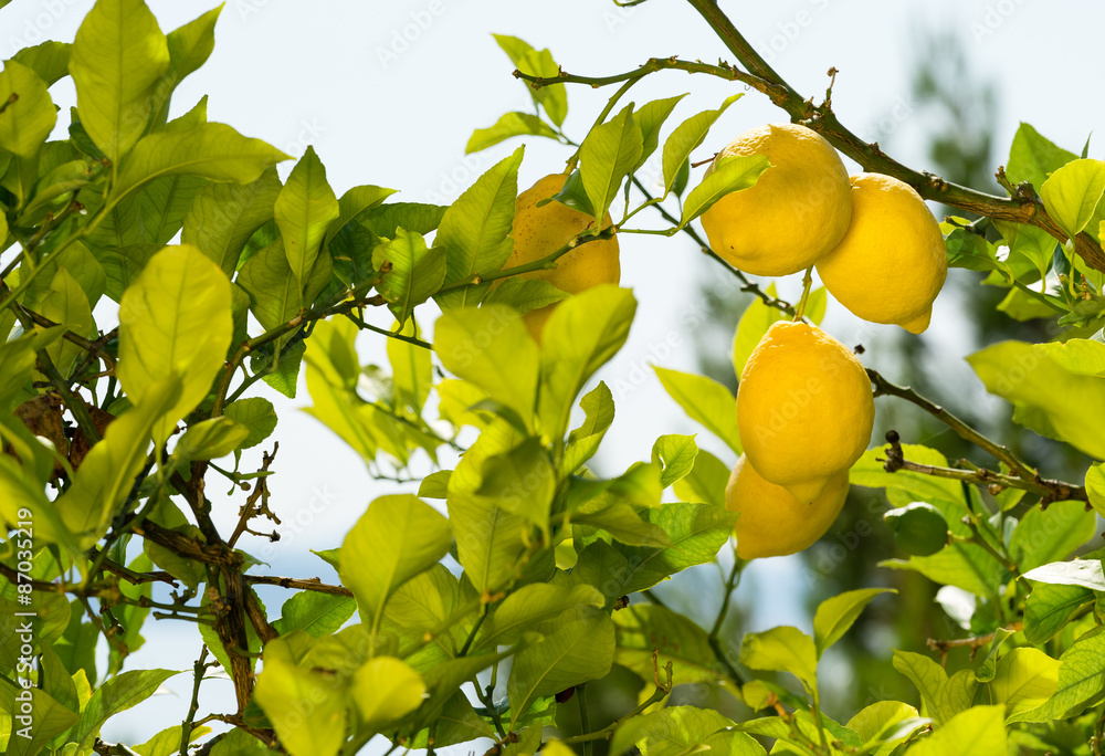 Growing lemons on the street - adriatic coast. Growing lemons on the street - adriatic coast.