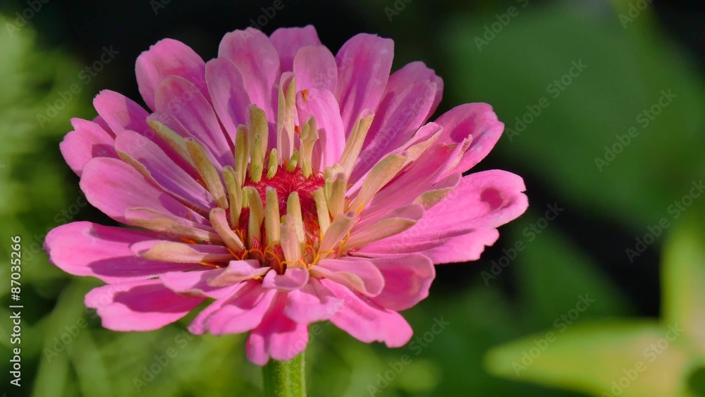 flower, 4K, UHD, UltraHD, close-up, stamens, pistils, petals, high-definition flower, 4K, UHD, UltraHD, close-up, stamens, pistils, petals, high-definition