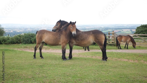 Fotografia Exmoor Ponies

Wild ponies on Exmoor, Somerset, UK, 2015