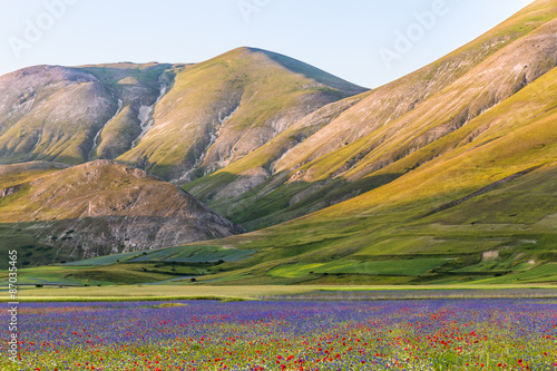 Fioritura Castelluccio di Norcia, Italia