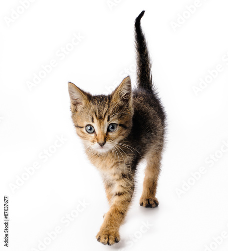 Fanny striped kitten