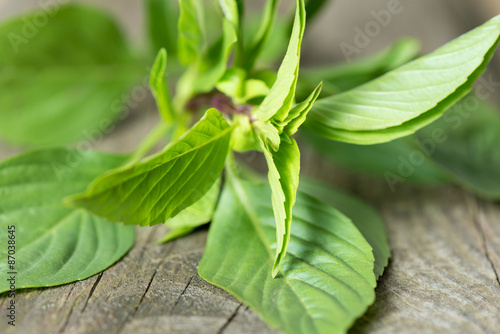 Fresh organic basil leaves on a table